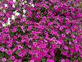 Blanket Purple Petunia / Petunia 